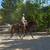 Versatile Warmblood Gelding for Sale 14 thumbnail