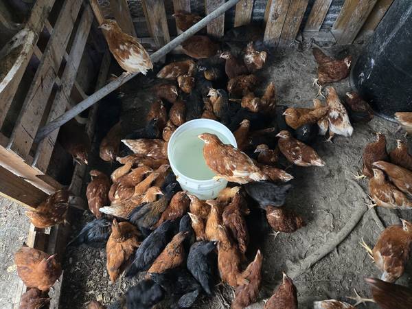 Chickens layer (Kingsport)63924600117634120