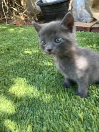 Kittens mezcla siamesa atigrada (Willow Glen / Cambrian)