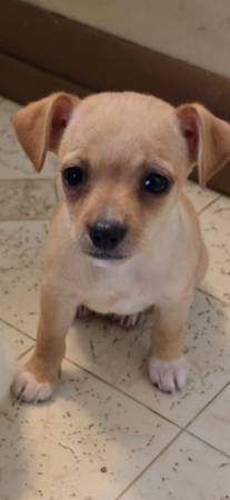 Cachorro macho Chihuahua544262246158182401