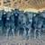 350 Head Black Feeder Calves--350-800# Steers and Heifers 1 thumbnail