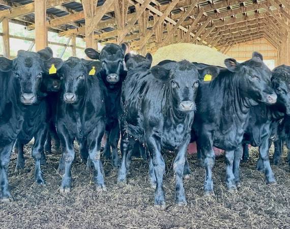 350 Head Black Feeder Calves--350-800# Steers and Heifers 1