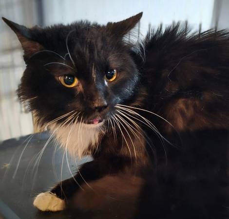 McKeesport-Cat needing a home 1