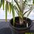 Mount Koghi Palms ///// Burretiokentia koghiensis 10 thumbnail