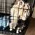 Dogs 6 thumbnail
