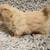 Pekingese pups 3 thumbnail