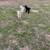 Spanish Goats For Sale 5 thumbnail