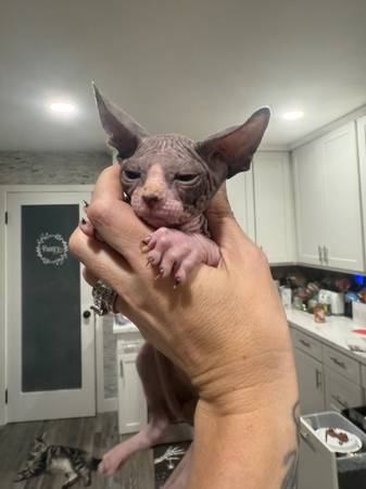 Sphynx63696416683393120