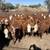 40 Red Baldy Bred Fall Heifers 1 thumbnail