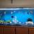 Aquarium fish 9 thumbnail