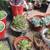 SNAKE PLANTS - SUCCULENTS $3 and up 14 thumbnail