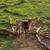 Goats/rabbits/geese/chickens 4 thumbnail