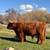 Grass-Fed Red Highland Steer – Ready for Freezer Camp 1 thumbnail