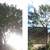 🇺🇸AMERICAN TREE TRIMMMING/TREE REMOVAL FULLY EQUIPPED 7 DAYS A WEEK 2 thumbnail