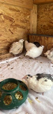 Quails (Las vegas)63907184954626120