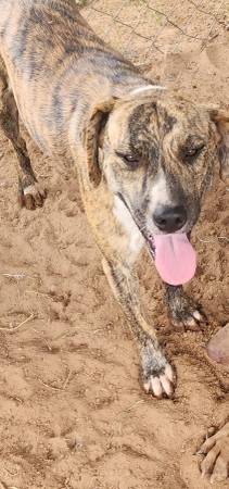 Mixed breed (Cameron)63839344113153120