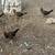 Chicks 1 thumbnail