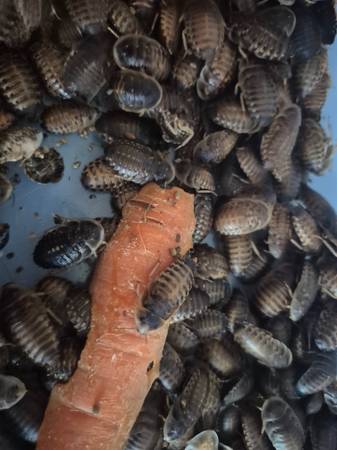 Large dubia roaches 1