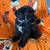 Mini Schnauzer puppies 2 thumbnail