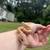 Banana ball python 1 thumbnail