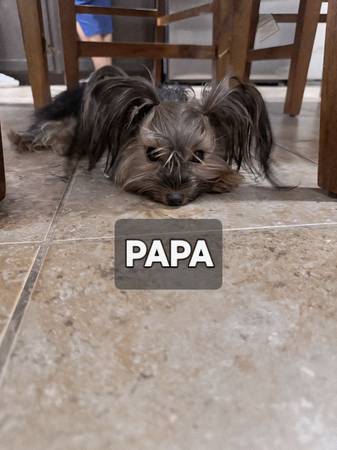 Cachorros lindos yorkies (San Antonio)63372836421379124