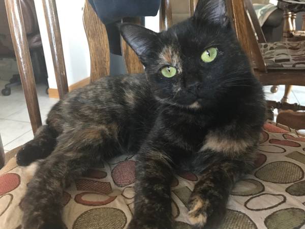 My cat, Calliope has been lost. A tortoise cat. (Wyandotte, MI)
