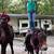 Gaited mule 1 thumbnail