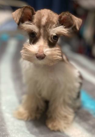 ? Shorkyzer/Parti Mini Schnauzer Puppy – Female ? ?Brazoria, TX (Brazoria)63859313334145122