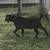 Kiko Boer cross service buck 5 thumbnail
