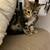 8. Week old kittens 2 thumbnail