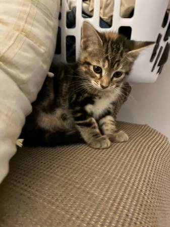 8. Week old kittens584937574803056641