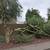 Storm Damage Tree Removal & Yard Cleanup – Tucson, Oro Valley, Marana, 2 thumbnail