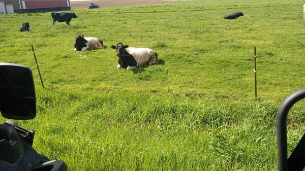 Cattle Wanted 1