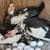 Muscovy ducks 7 thumbnail