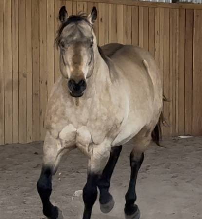 Stallion 1