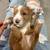 Australian labradoodle 6 thumbnail