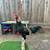 1/2 Atkinson Asil 1/2 Scott Valley Asil 1 thumbnail