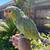 Amazon parrots  / Mitred Conures 2 thumbnail