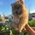 Pomeranian puppy 4 thumbnail