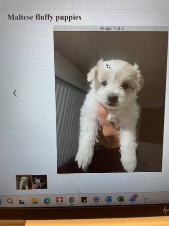 ***MALTESE PUPPIES SCAMM**** 1