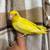Albino parrotlet 2 thumbnail