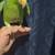 amazon red head parrot 3 thumbnail