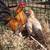Blue Wheaten Old English Game Bantams 2 thumbnail