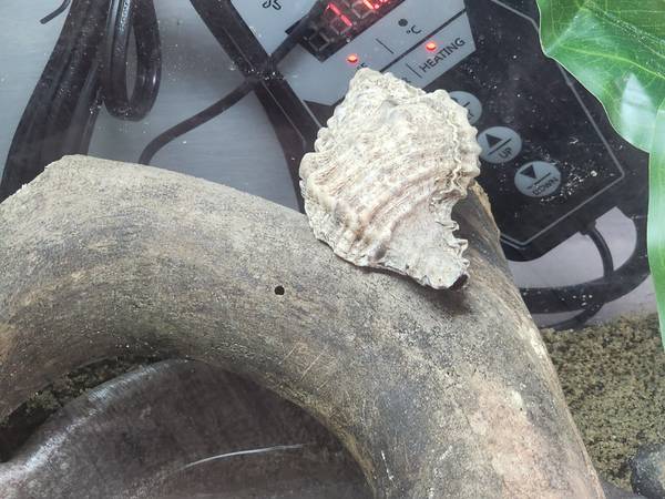 3 Hermit Crabs + Aquarium & All Supplies! (Johnstown)63882391929347122