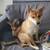 Shiba Inu puppy available 5 thumbnail
