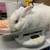 Found Rabbits A0061907632 & A0061907628 1 thumbnail