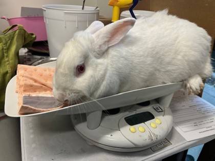 Found Rabbits A0061907632 & A0061907628 1