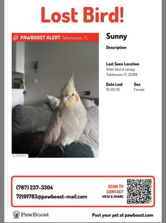 LOST COCKATIEL - WILL PROVIDE REWARD IF FOUND SAFE (Tallahassee)64304186003330120