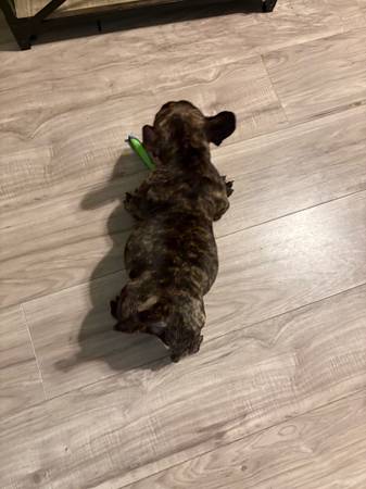 Exotic Micro mini bullyz 1