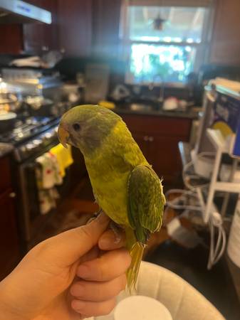 Plum-headed Parakeet 1